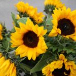 ramo-de-girasoles-3